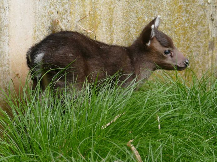 Weiblicher Schopfhirschnachwuchs in Heidelberg am 12. April geboren (hier ca. 2 Wochen alt) (Foto: Petra Medan/Zoo Heidelberg)