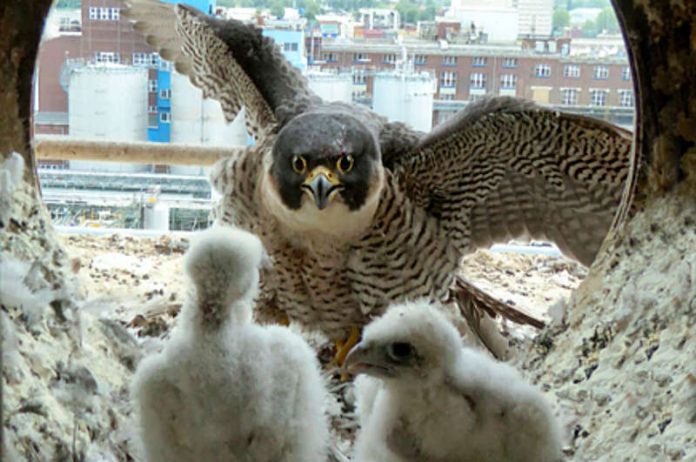 Wanderfalken erblicken das Licht der Welt (Foto: BASF SE)