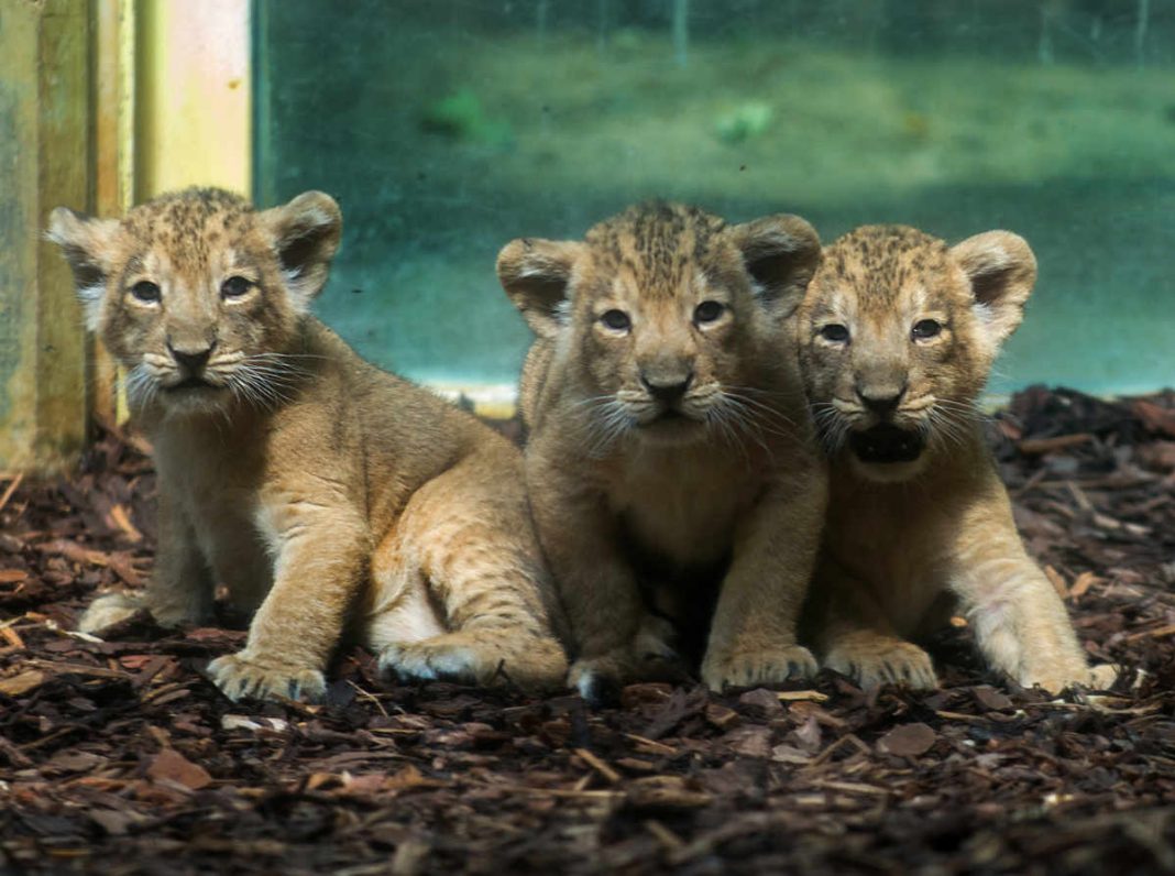 Löwen-Drillinge im Zoo (Foto. Bernd Kammerer)