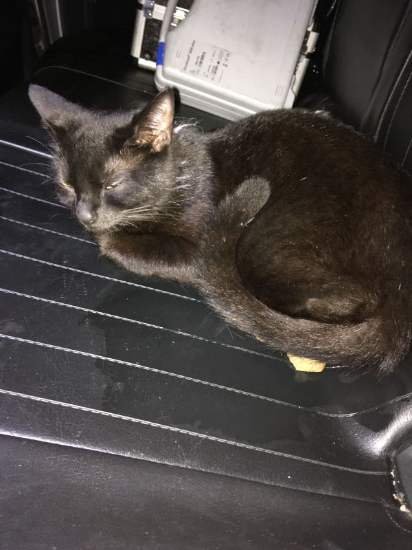 Katze in Streifenwagen (Foto: Polizei RLP)