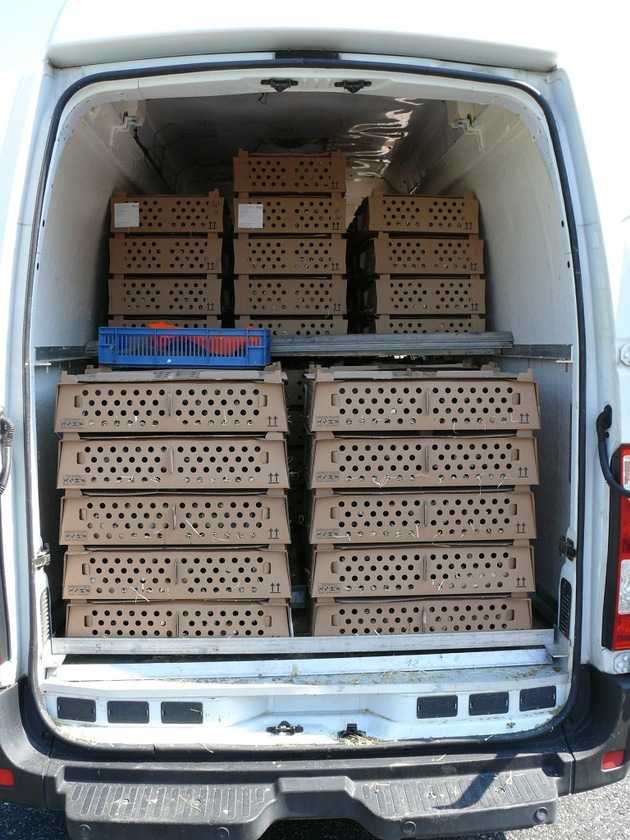 Küken-Stapel-Heck Küken-Stapel-Heck