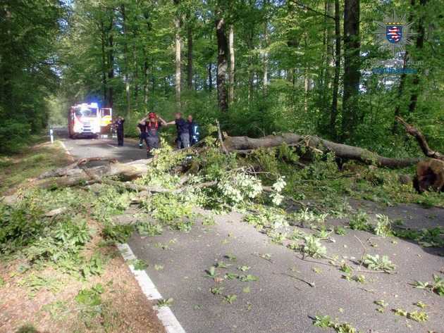 Umgestürzter Baum