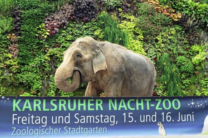 Elefantenkuh Nanda hinter einem Banner, das für den Karlsruher Nacht-Zoo wirbt (Foto: Zoo Karlsruhe/Timo Deible)