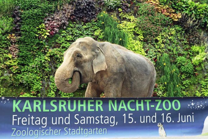 Elefantenkuh Nanda hinter einem Banner, das für den Karlsruher Nacht-Zoo wirbt (Foto: Zoo Karlsruhe/Timo Deible) Elefantenkuh Nanda hinter einem Banner, das für den Karlsruher Nacht-Zoo wirbt (Foto: Zoo Karlsruhe/Timo Deible)