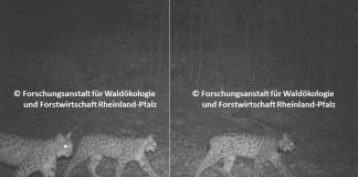 Zusammengesetztes Wildkamera-Foto der Luchs-Familie (Kaja mit Filou & Palu) (Quelle: Forschungsanstalt für Waldökologie und Forstwirtschaft Rheinland-Pfalz)