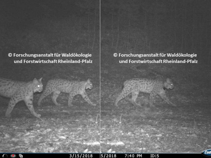 Zusammengesetztes Wildkamera-Foto der Luchs-Familie (Kaja mit Filou & Palu) (Quelle: Forschungsanstalt für Waldökologie und Forstwirtschaft Rheinland-Pfalz)