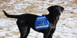 Die zweijährige Labradorhündin „Maple“ hilft mit ihrer feinen Nase bei der Suche nach Wildtierproben. (Foto: Tamara Gramlinger)