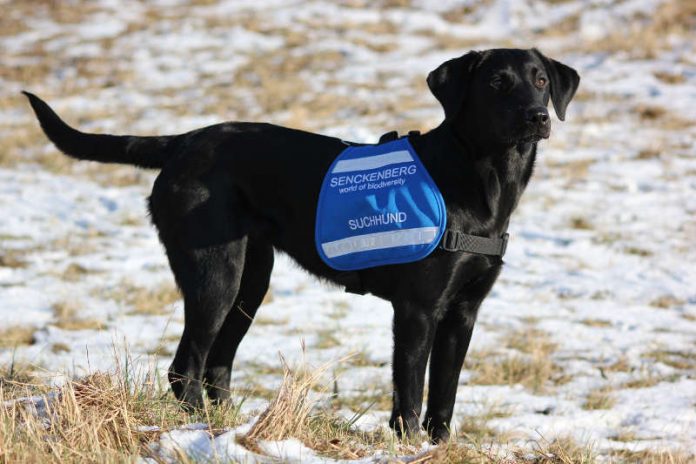 Die zweijährige Labradorhündin „Maple“ hilft mit ihrer feinen Nase bei der Suche nach Wildtierproben. (Foto: Tamara Gramlinger)