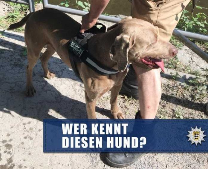 Bild des gesuchten Hundes