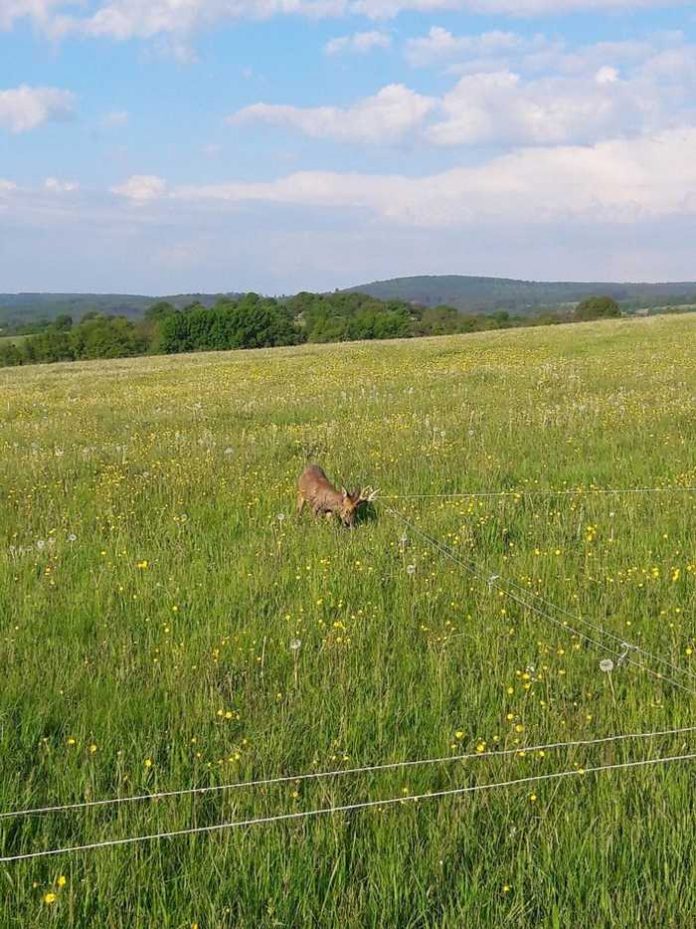 Die Polizei befreite den Bock aus seiner mißlichen Lage