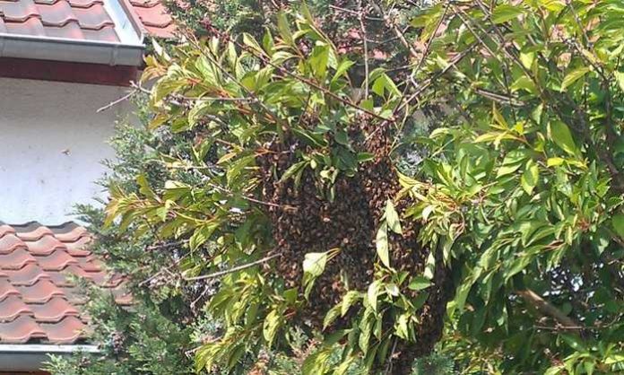 Bienenschwarm in Frankenthal