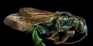 Prachtbiene (Exaerete frontalis, Seitenansicht (Foto: Levon Biss)