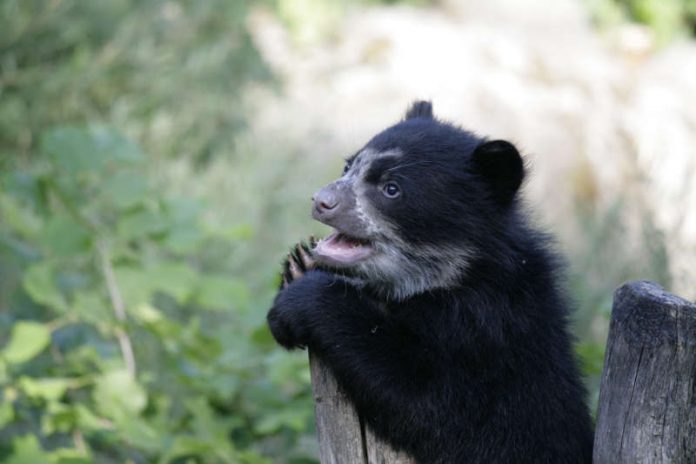 Brillenbären-Jungtier (Foto: Zoo Frankfurt)