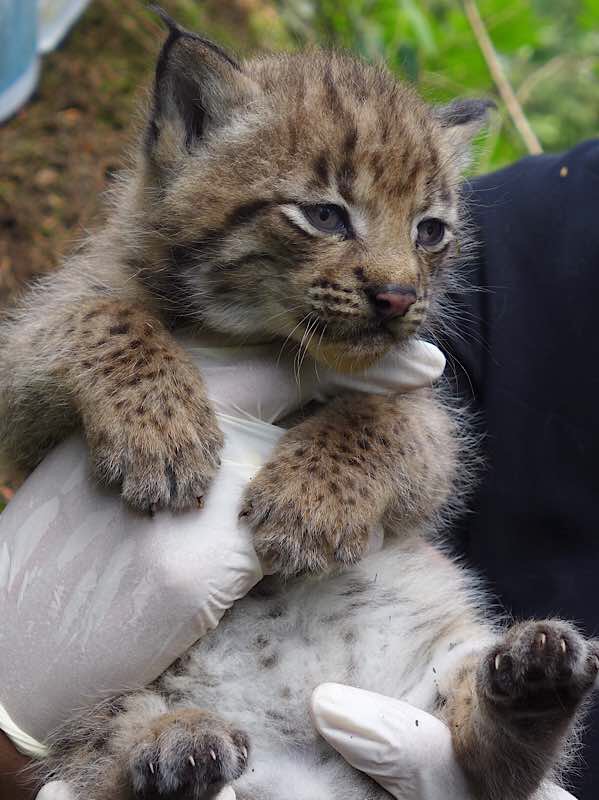 Das Luchsjunge von Jara (Foto: Stiftung Natur und Umwelt Rheinland-Pfalz)