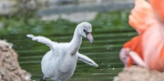 Flamingo-Nachwuchs im Zoo Heidelberg (Foto: Susi Fischer/Zoo Heidelberg)