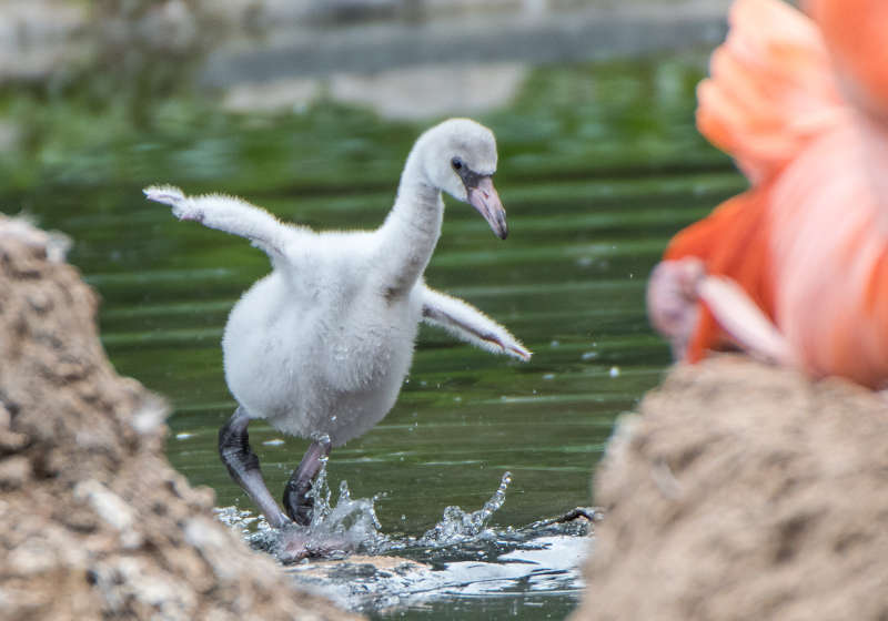 Flamingo-Nachwuchs im Zoo Heidelberg (Foto: Susi Fischer/Zoo Heidelberg)