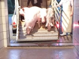 Das Amt für Veterinärwesen und Lebensmittelüberwachung überwacht auch die Einhaltung der tierschutzrechtlichen Vorgaben beim Transport (Foto: Landratsamt Karlsruhe)