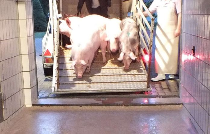 Das Amt für Veterinärwesen und Lebensmittelüberwachung überwacht auch die Einhaltung der tierschutzrechtlichen Vorgaben beim Transport (Foto: Landratsamt Karlsruhe)