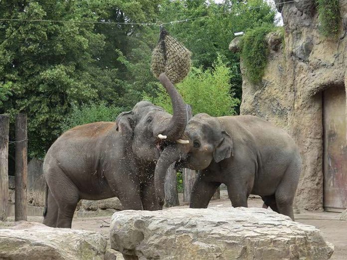 Viele unterschiedliche Beschäftigungsmöglichkeiten auf der gut strukturierten Elefantenanlage sorgen für viel Abwechslung. (Foto: Petra Medan/Zoo Heidelberg)