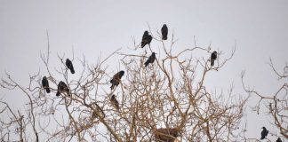 Saatkrähen auf einem Horstbaum. Um die Vögel langfristig aus der Landauer Innenstadt zu vergrämen, hat die Stadt Landau ein Gesamtkonzept in Auftrag gegeben. (Foto: Stadt Landau in der Pfalz)