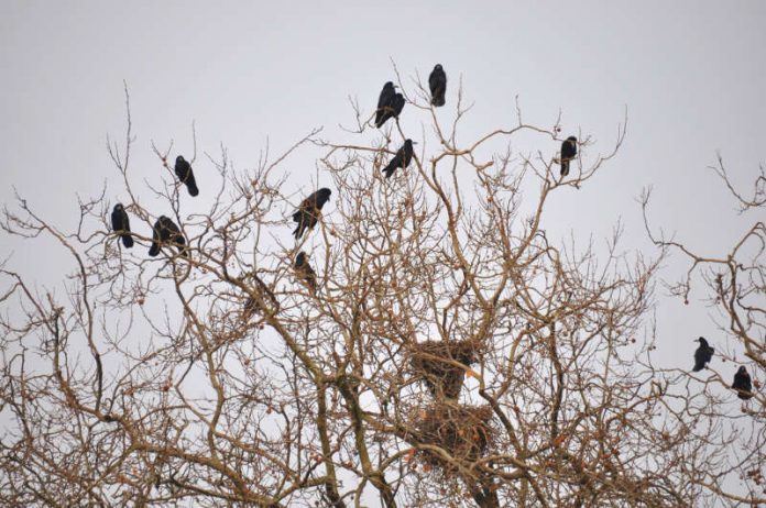 Saatkrähen auf einem Horstbaum. Um die Vögel langfristig aus der Landauer Innenstadt zu vergrämen, hat die Stadt Landau ein Gesamtkonzept in Auftrag gegeben. (Foto: Stadt Landau in der Pfalz)