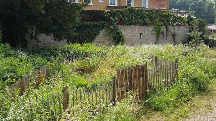 Der Gartenteich im Museumsgarten (Foto: Pfalzmuseum für Naturkunde)