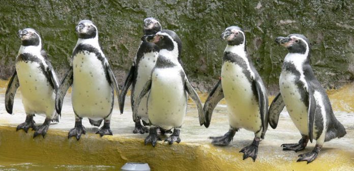 Pinguin-Gruppe (Foto: Zooschule Landau)