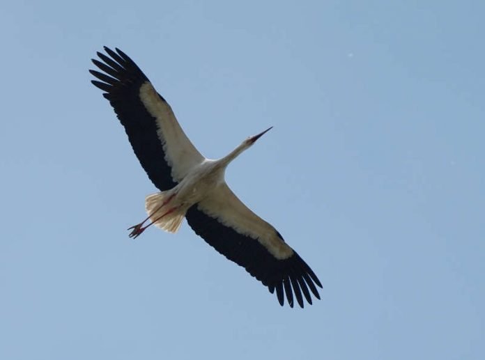 Storch in der Südpfalz (Foto: Holger Knecht)
