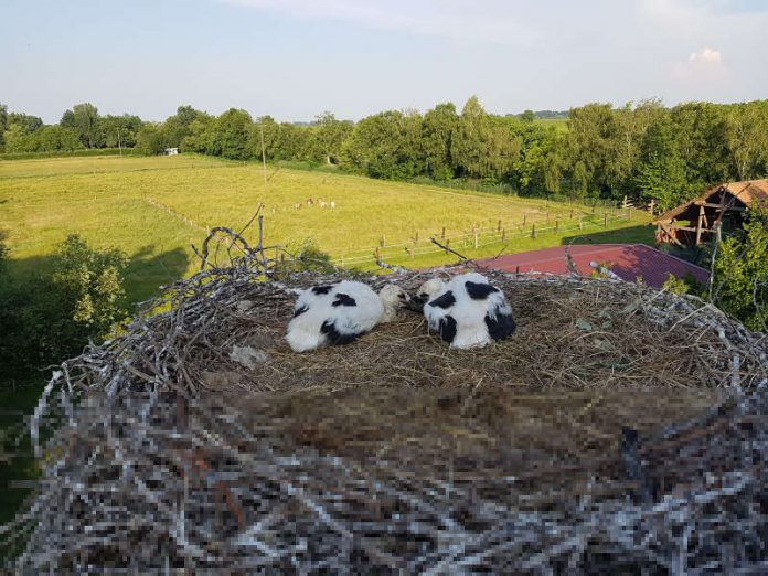 Storchenrettung (Foto: Feuerwehr VG Edenkoben) Storchenrettung (Foto: Feuerwehr VG Edenkoben)
