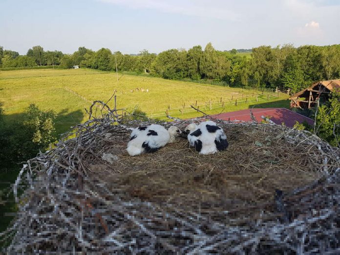 Storchenrettung (Foto: Feuerwehr VG Edenkoben)