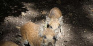 Frischlinge im Wald bei Ketsch: Appell des Wildtierbeauftragten an die Bevölkerung: Bitte Rücksicht auf den Wildtiernachwuchs nehmen, damit dieser ungestört aufwachsen kann. (Foto: Landratsamt Rhein-Neckar-Kreis)