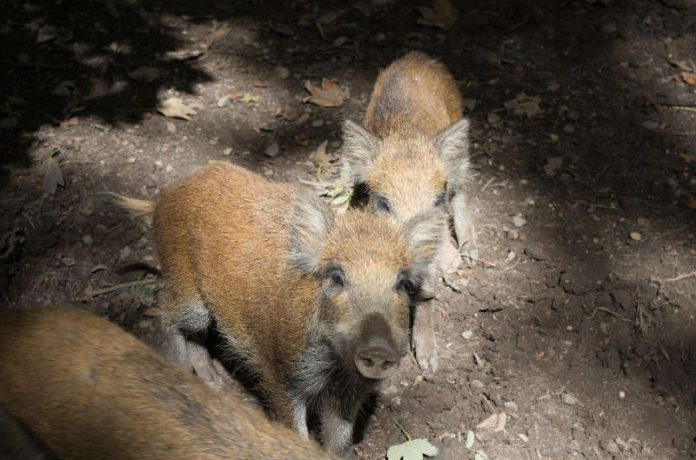 Frischlinge im Wald bei Ketsch: Appell des Wildtierbeauftragten an die Bevölkerung: Bitte Rücksicht auf den Wildtiernachwuchs nehmen, damit dieser ungestört aufwachsen kann. (Foto: Landratsamt Rhein-Neckar-Kreis)