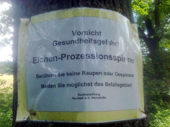 Die Umweltabteilung warnt mit Hinweisen vor dem Kontakt mit den Raupen. (Foto: Stadtverwaltung Neustadt) Die Umweltabteilung warnt mit Hinweisen vor dem Kontakt mit den Raupen. (Foto: Stadtverwaltung Neustadt)