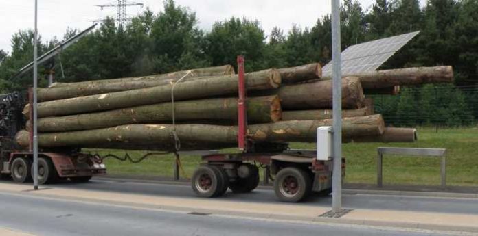 Völlig überladener Holztransporter