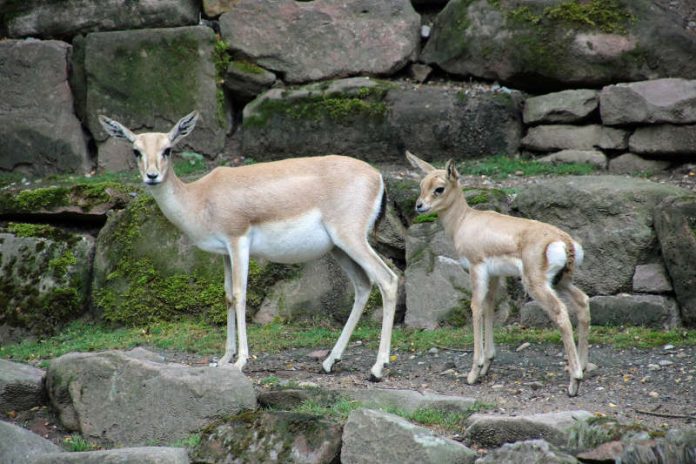 Jungtier bei den Persischen Kropfgazellen im Zoo Karlsruhe (Foto: Zoo Karlsruhe)