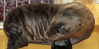 Nachwuchs bei den Seelöwen (Foto: Zoo Karlsruhe)