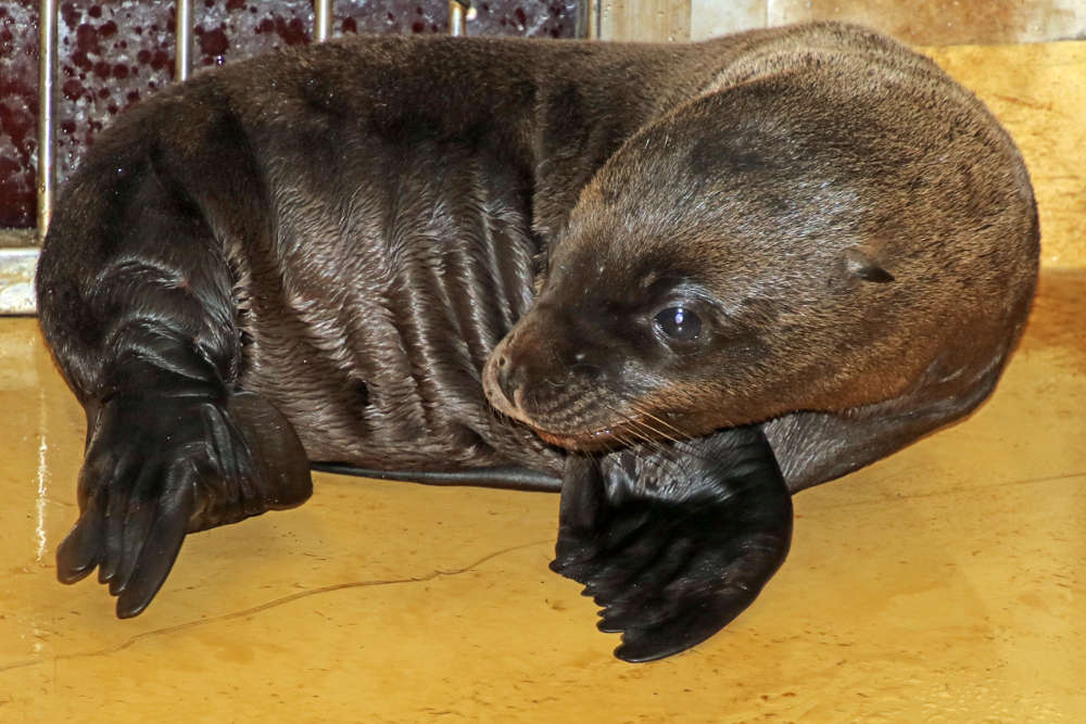 Nachwuchs bei den Seelöwen (Foto: Zoo Karlsruhe)