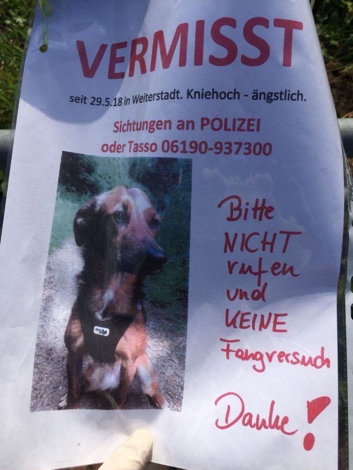 Mit diesem Plakat suchten die Besitzer nach Penny