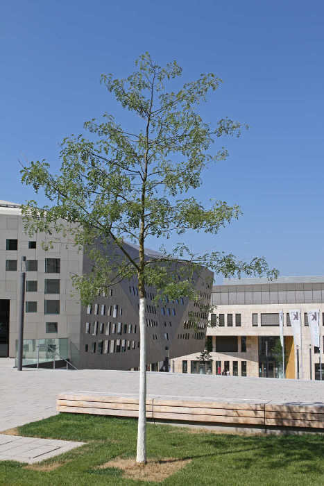 Baum Baum