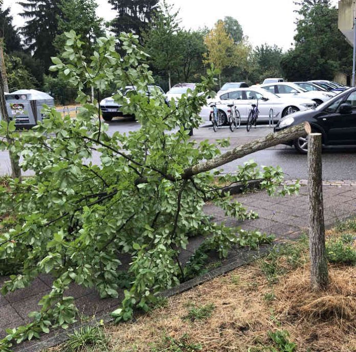 In der Eisenlohrstraße sägten Unbekannte einen jungen Baum ab. (Foto: Stadt Karlsruhe)