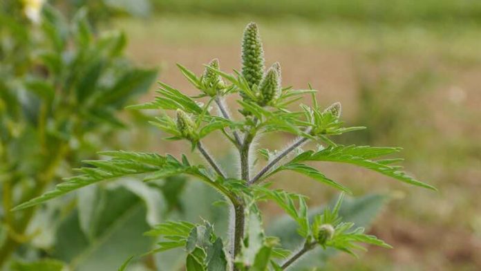 Ambrosia-Pflanze (Foto: LUBW)