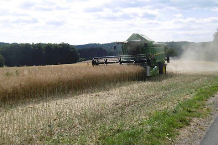 Mähdrescher bei der Rapsernte (Foto: Landratsamt Neckar-Odenwald-Kreis)