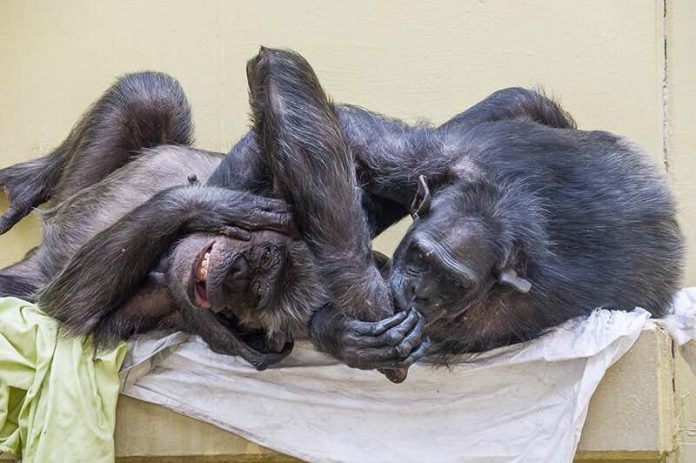 Schimpansen haben ein ausgeprägtes Sozialverhalten. (Foto: Heidrun Knigge/Zoo Heidelberg)