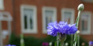 Bienenweide am Stadthaus (Foto: Stadt Lorsch)