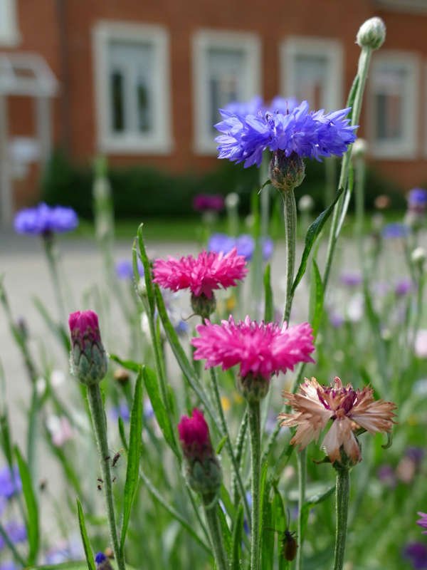 Bienenweide am Stadthaus (Foto: Stadt Lorsch)