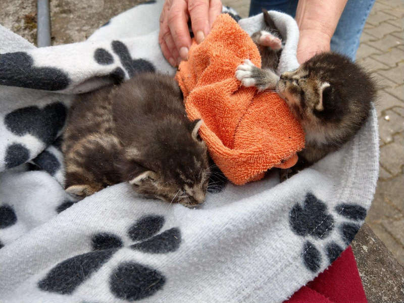 Katzenbabys nach der Rettung (Foto: Feuerwehr Wiesbaden)