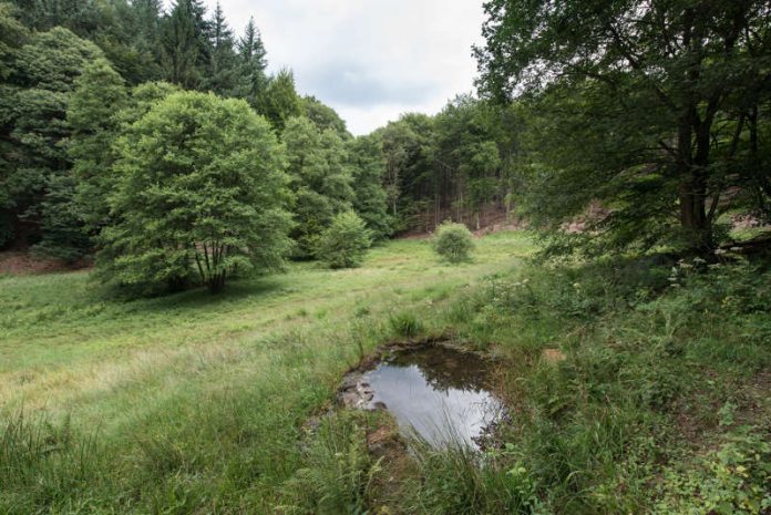 Biotop in der Nähe der Hirschquelle im Mühltal – zu wasserreicheren Zeiten. (Foto: Stadtwerke Heidelberg GmbH)