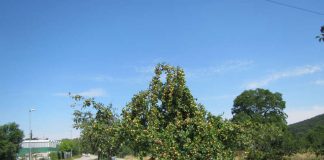 Bei zunehmendem Fruchtgewicht drohen bei diesem Apfelbaum Astabbrüche. (Foto: Landratsamt Karlsruhe)