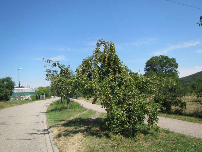 Bei zunehmendem Fruchtgewicht drohen bei diesem Apfelbaum Astabbrüche. (Foto: Landratsamt Karlsruhe)