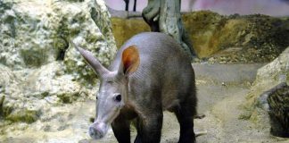 Erdferkel ELVIS (Foto: Zoo Frankfurt)